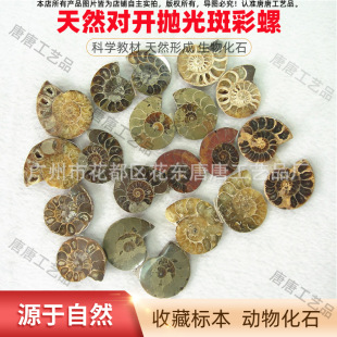 Natural split polished snails Nautilus paired chrysanthemum Jade good grain clear transfer snail fossil specimen