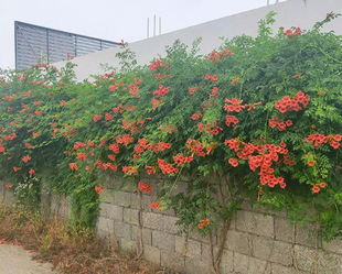 Dropshipping Lingxiao Potted Outdoor Courtyard Planting Climbing Vine Plants Florals Light-Loving Multi-Flower Balcony Potted Plants Easy