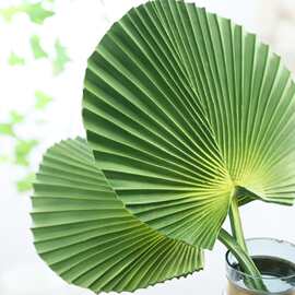 PU仿真花芭蕉叶 棕榈叶仿真植物插花葵叶 扇叶绿色大叶时尚家装