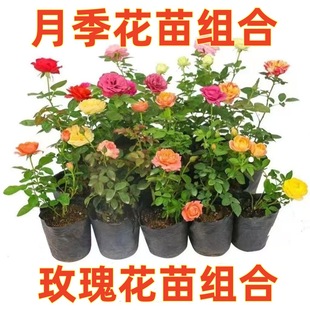 Rose Flower Seedling Combination Rose Flower Seedling Old Pile Four Seasons Flowering Balcony Garden Potted Planting Green Plant Flowers Fragrance
