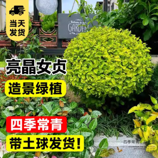 Bright Privet Ball Multi-Branch Plant Courtyard Garden Landscaping Shape Green Plant Cold-Resistant and Heat-Resistant Sapling Golden Leaf Privet