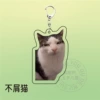Disdain cats