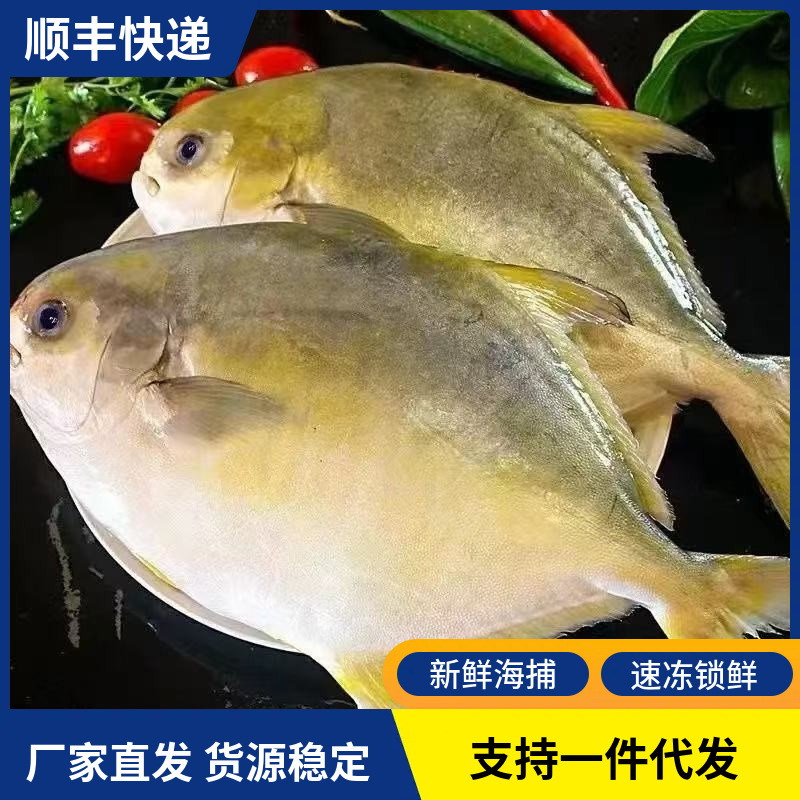 新鲜海捕金鲳鱼新鲜速冻大号平鱼金昌鱼烧烤食材商用海鲜水产批发