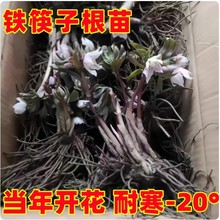铁筷子花苗重瓣盆栽冬季开花庭院耐寒耐阴植物圣诞玫瑰带花苞绿植