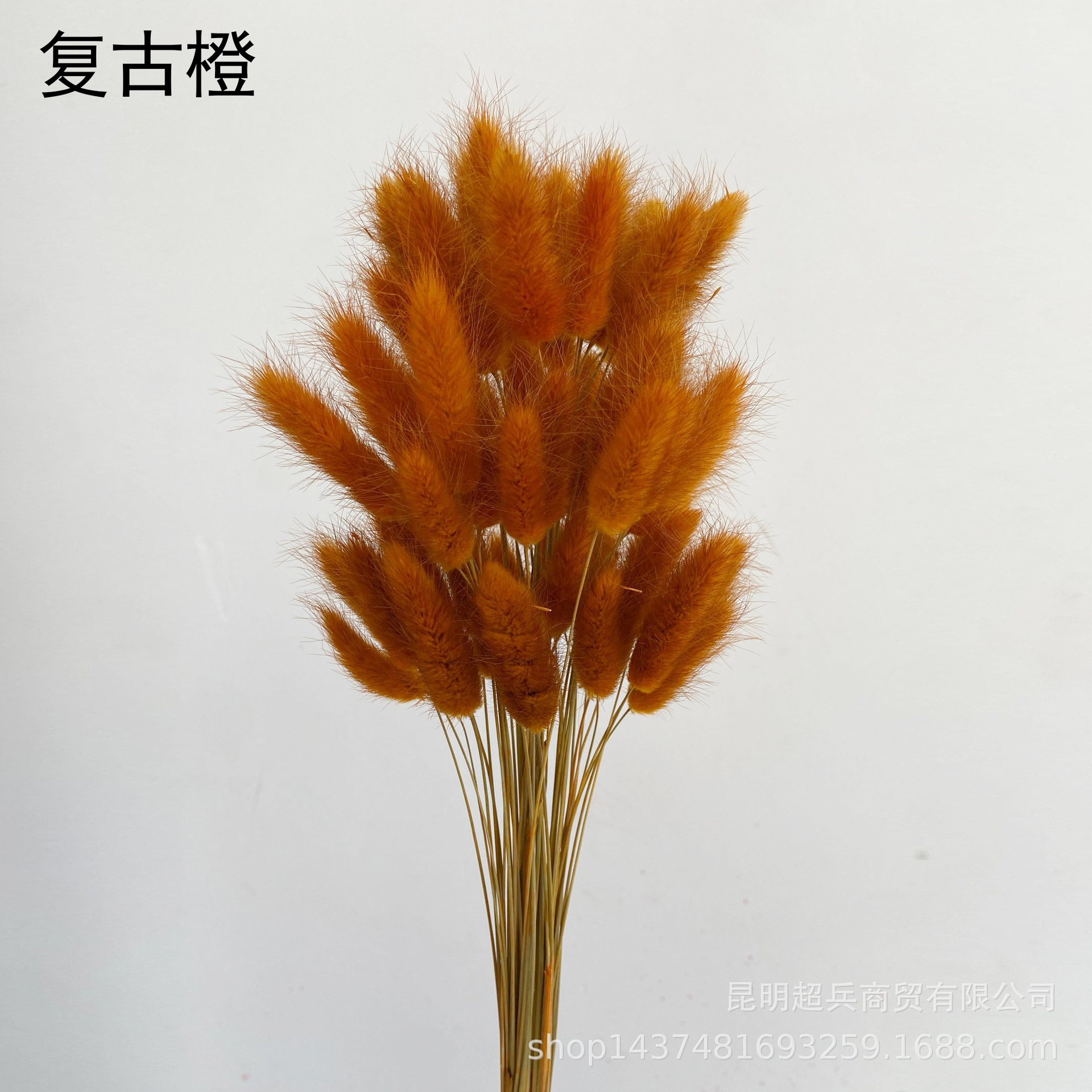 Hierba de cola de conejo flor seca hierba de cola de conejo blanco un montón de 50 piezas