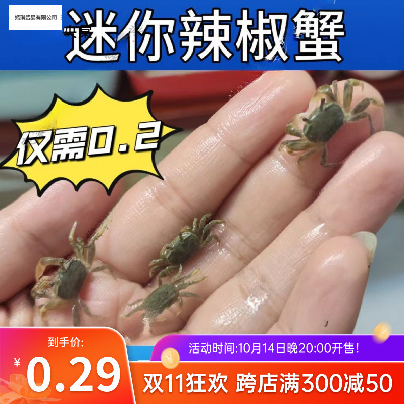 迷你辣椒蟹观赏蟹水族批发小螃蟹相手蟹寄居蟹摆摊活的小螃蟹|ru