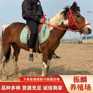 哪里有骑乘马养殖场 阿拉伯马驯化好的一匹 景区用马