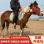 一匹好的景区阿拉伯马