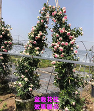 һ�����l�����¼��Nޱ�����ش��ļ�����ֲ��ͥԺ�̨�Nֲ�W�¶�