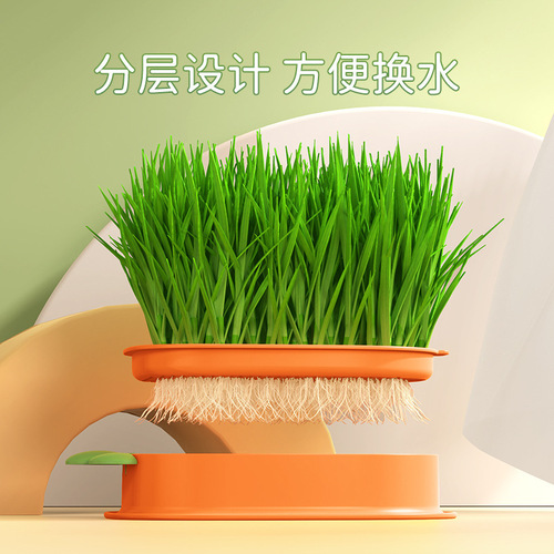 New carrot cat grass potted hairy grass wheat seed seedling plate cat mint snack soilless hydroponic box