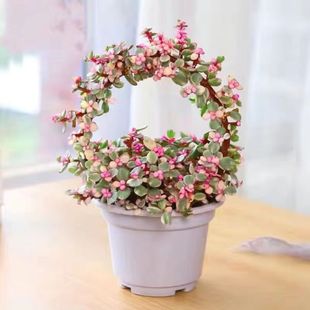�Ř�֮�����Զ���ֲ���֦���~�����ɫ�Ϙ��҃ȾGֲ���ܺ��B����