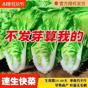 �ļ����Ϳ�˷N��С�ײ˲����͟�������˷N���̨�߲��ѷN��ȫ