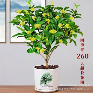 ʳļ𻨘ԻֲGֲ̨ͥԺļ_B