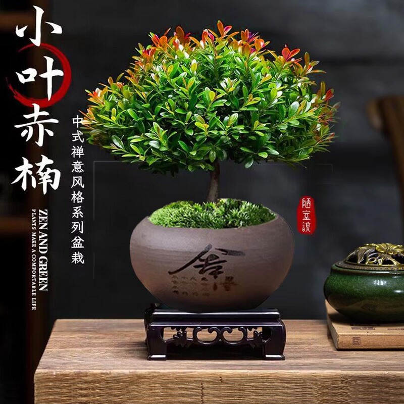 Golden Nanmu Small Leaf Red Nanmu Bonsai Old Stump Potted Seedlings Flowers Office Desktop Small Green Plants Easy to Maintain All Year Round