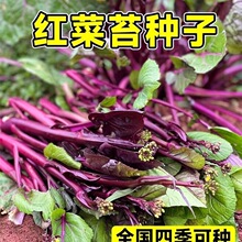 �t��̦�N���ļ��̨ͥԺ�߲˷N�Ӳ���ʮ�¼t�ϲ�̦��ͥ�Nֲ�r����