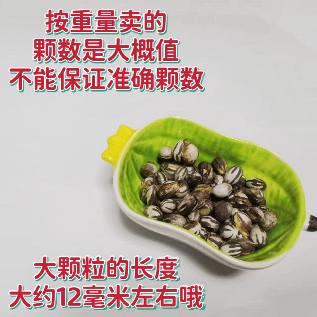坦克虫杨拉罐洋辣子活虫仓鼠蜜袋鼯松鼠零食增肥柳根雅罗鱼钓鱼