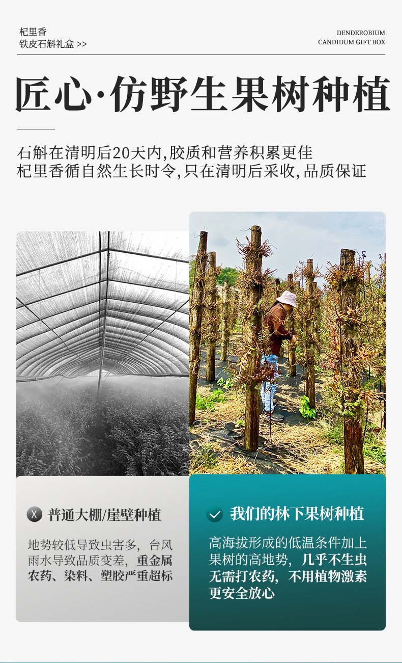 Dried Tiepi Shihu Dendrobium Fengdou 250g Gift Box Five Year Cultivated Zhejiang Origin specifications