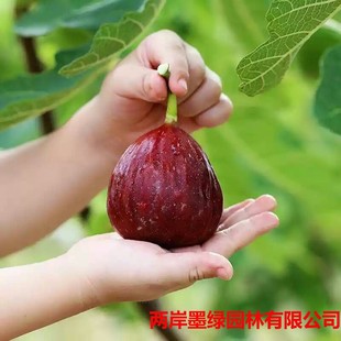 �o��������粨���t�����Ե��԰��������ϱ�������Y���o������