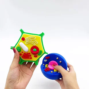 3D-печатная модель клетки растения и животного