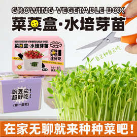 水培蔬菜种植小盆栽可食用儿童小番茄植物观察自种种子小学生盲盒