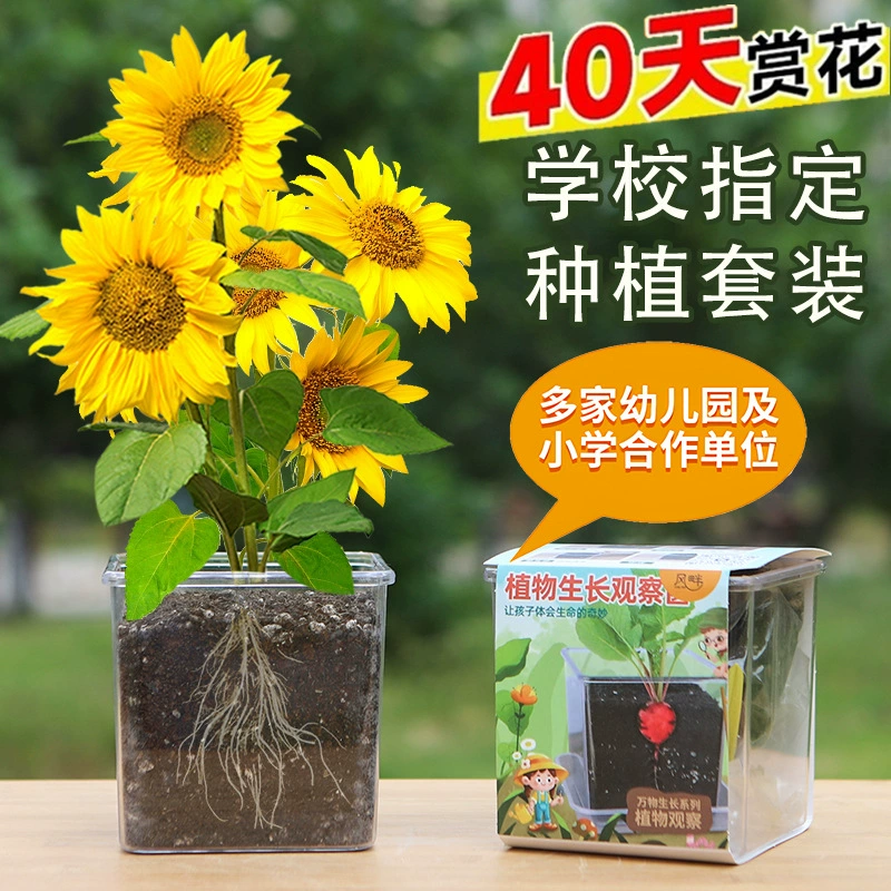 Семена подсолнечника для детей, чтобы посадить небольшие томаты в горшках и семена импатиенс, набор для наблюдения за экспериментальными растениями, набор подсолнечника