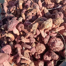 24特级朝阳红蘑野生肉蘑辽宁红松伞松树东北红蘑菇特级晒干味道香