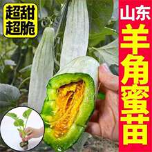 ɽ�|�۹ⱬ���������������N���ļ����Դ���߮a�B�m�����߲���