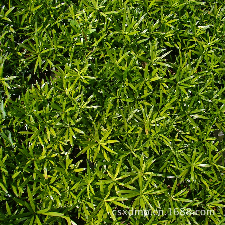 Оптовая продажа саженцев Podocarpus, высота 80- 1m и выше, зеленение саженцев, консультация по цене Podocarpus Xingde