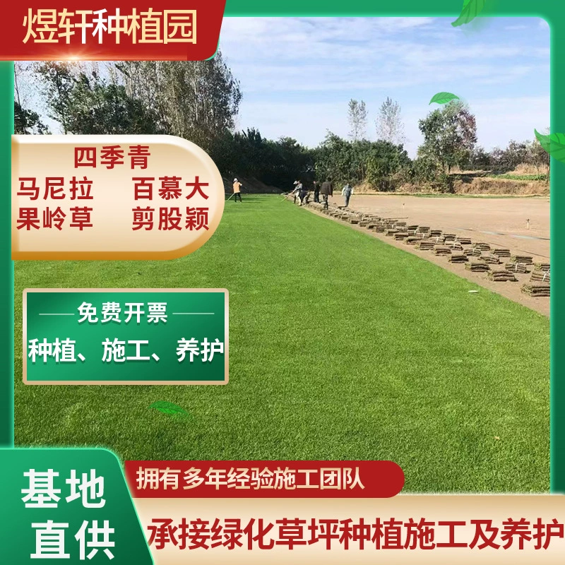 Газон с настоящим газонным покрытием, тайваньская трава, дом, двор, сад, муниципальное озеленение, газон Бермуд.