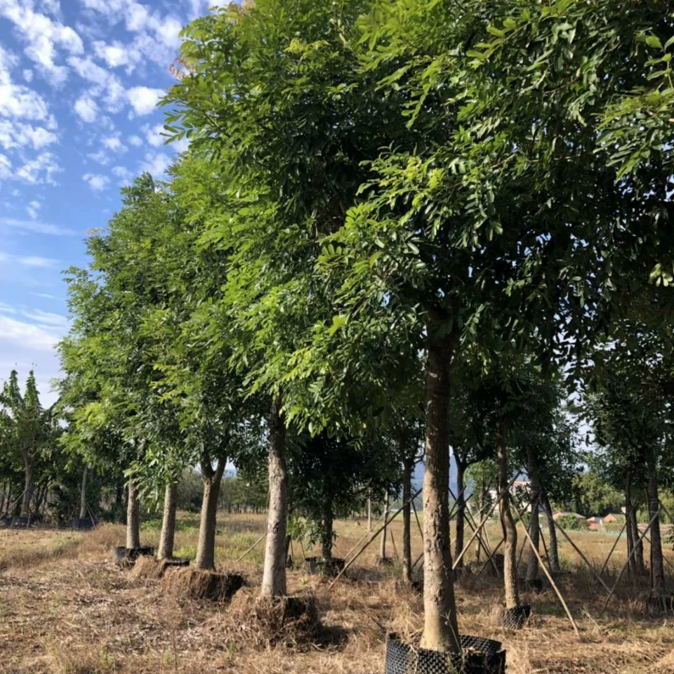 Поставка персикового сердца 20-25 см