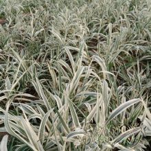 �Jݶ���l ������ͦˮ�޸�����ֲ�� ��ؾG��