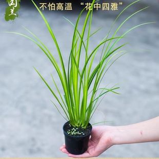 �S��V�������辰��ˮ���绢�С�~����ˮ���~���쾰���r����Gֲ