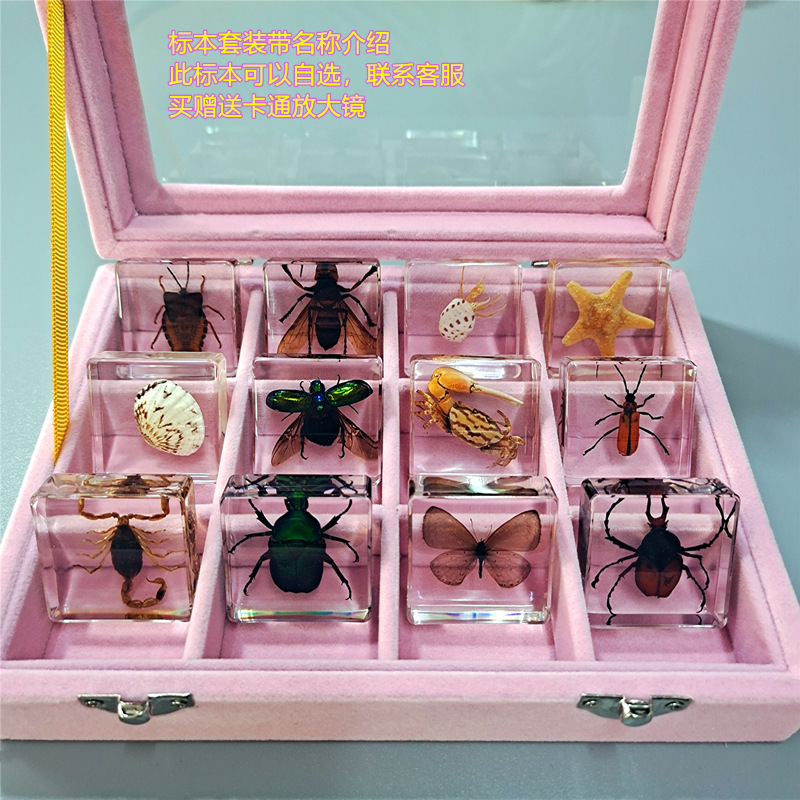 정사각형 곤충 12마리 + 핑크색 선물 상자 옵션 + 돋보기