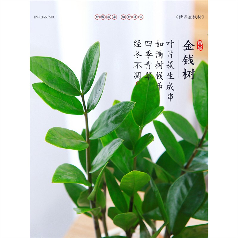 Money Tree Potted Plant for Living Room, Large Round-Leaf Ornament for Attracting Wealth, Indoor Hydroponic Plant for Prosperity