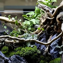 ����ľ����������ľ�쾰�~���b���ľ������̨�������������䘶