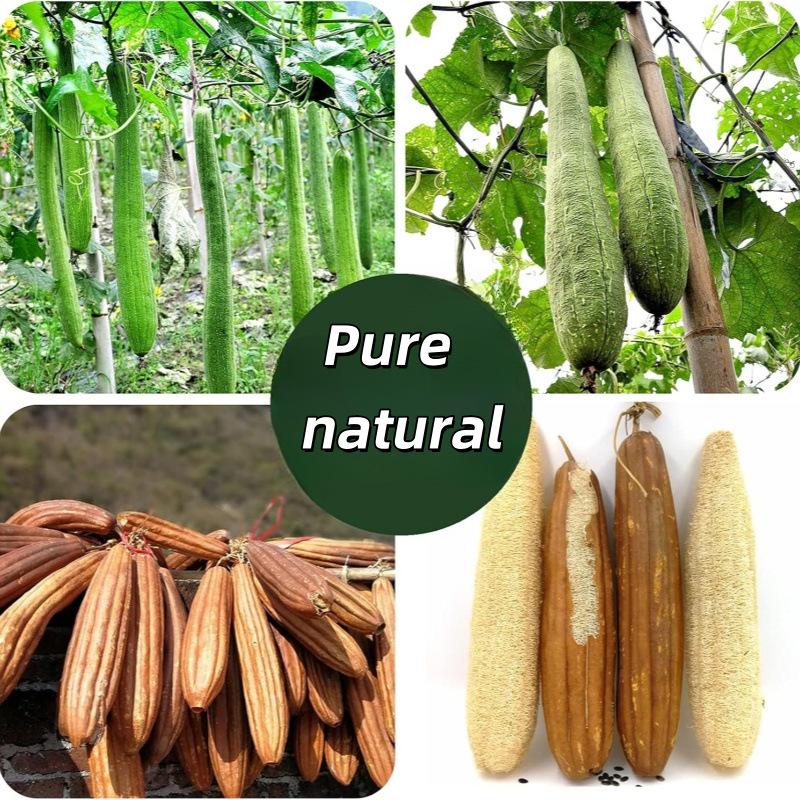 Manufacturer of Natural Cleaning Loofah Scrubbers for Kitchen Use, Whole Loofah for Washing Dishes and Bathing, Wholesale Natural Cleaning Products for Home Use