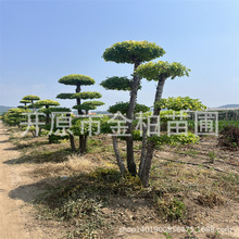 金叶榆造型树基地批发榆树云片造型地接独杆金叶榆盆栽杯苗播种苗