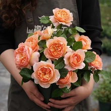 果汁阳台月季盆栽花苗特大花四季开花玫瑰带花苞庭院花园蔷薇花