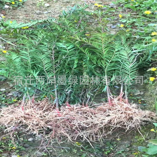 �t��ɼ������ֱ��ͥԺ�e���@�ֹ��̾G�������ͺ��ļ�����t��ɼ��