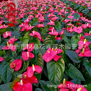 �t���������԰��滨ͥԺ����  �Gֲ�ļ��_���Ӽ����e�^�p���Ի��T