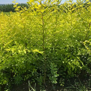 For Sale: Golden Leaf Elm Shrubs, Clustered Golden Leaf Elm Hedge Seedlings, Cold-Resistant Colorful Shrubs from the Northeast, Golden Leaf Elm Tree Balls