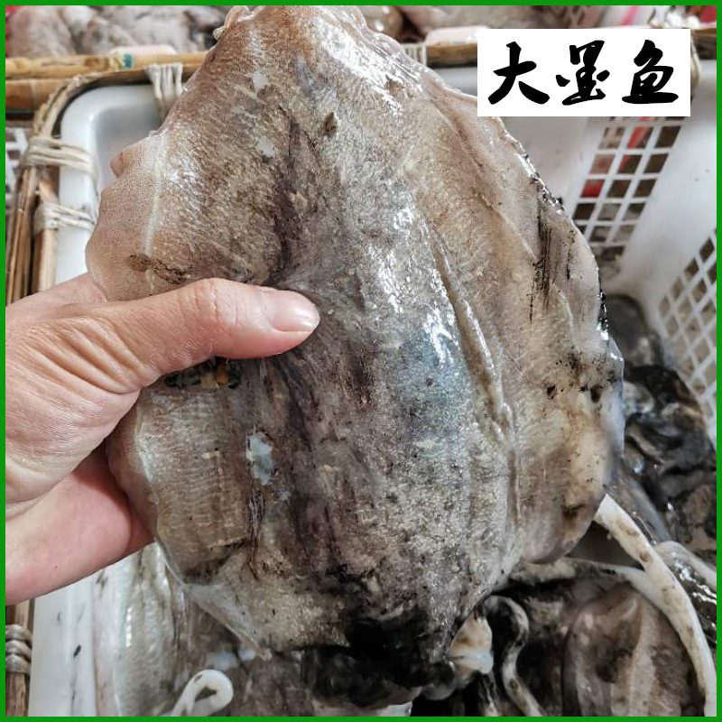 Cuttlefish Huilai Chilled Seafood Chilled Chaozhou Fishing software Octopussy Seafood Squid