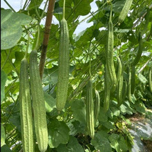 ������ǽz�ϷN�� ���c�z�� ��z�� �߲˷N�� �˽ǽz�ϷN�Ӳ˷N��