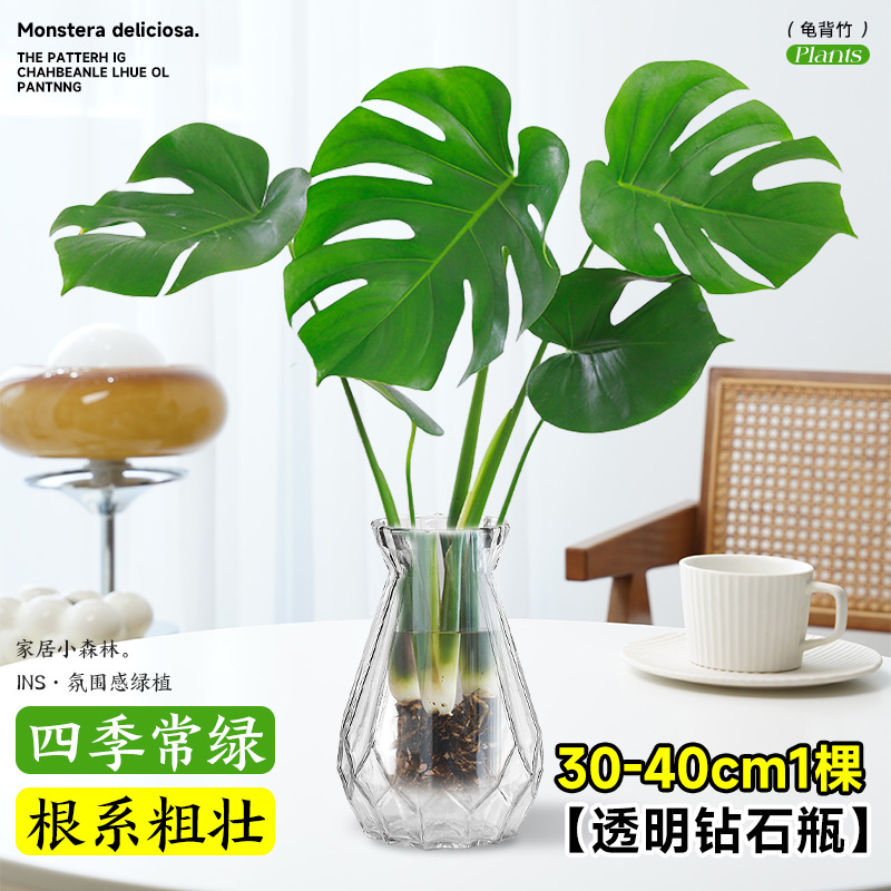 plantas de hidroponía de bambú de tortuga en el interior en cuatro estaciones buenas plantas verdes pequeñas en sala de estar hojas grandes plantas de maceta de pila vieja eliminación de formaldehído