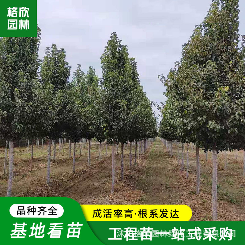 彩叶豆梨树苗大型苗木基地批发道路绿化防护树落叶乔木棠梨野梨树