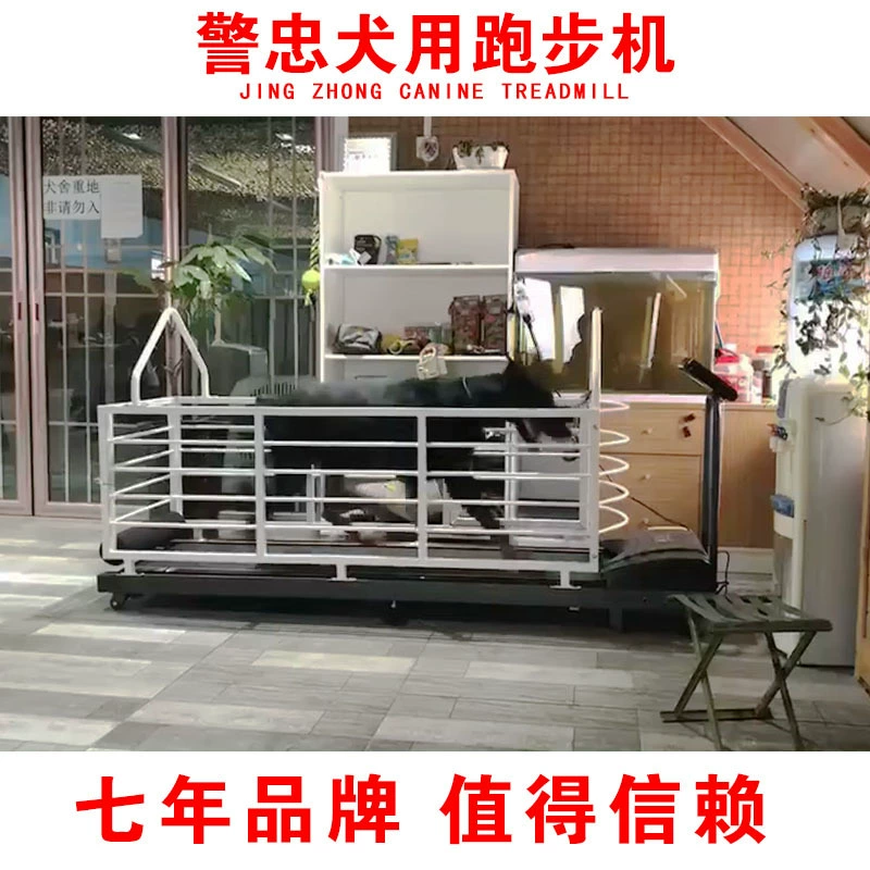 Беговая дорожка для акиты, беговая дорожка для добермана, беговая дорожка для золотистого ретривера, беговая дорожка для бордер-колли, беговая дорожка для собак