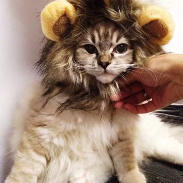 Amazon Cat Lion Headgear Rabbit Ears Small Dog Dog Hat Pet Cute Funny Headwear Cross-Dressing