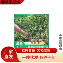 �ĕ�ɰ������������S�����������Ә���o�˽������۸�����