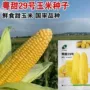 特大早熟四季高产种籽