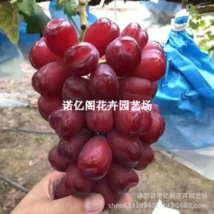 �t����������t�������ј�����Ʒ�N������ϱ����Nֲ���Ե����̨